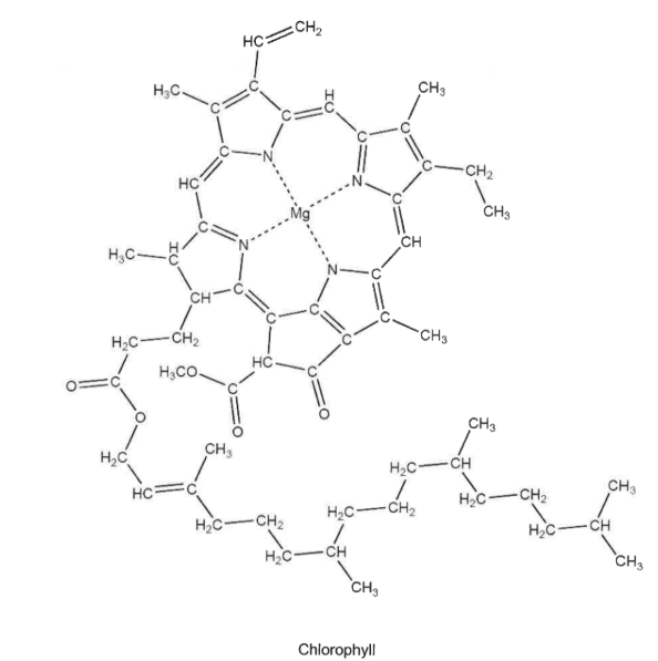Strukturformel des Chlorophyllmoleküls mit Magnesiumion und langer Seitenkette.